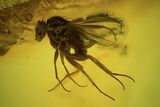 Detailed Fossil Fly (Diptera) & Ant (Formicidae) In Baltic Amber #102765-1